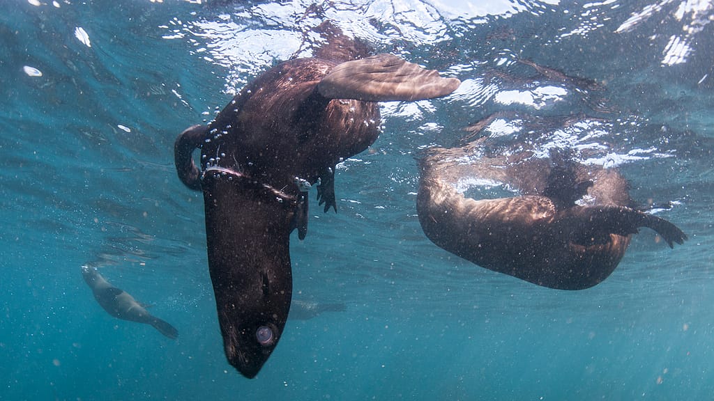 Seal pup animal Ocean Steve Benjamin