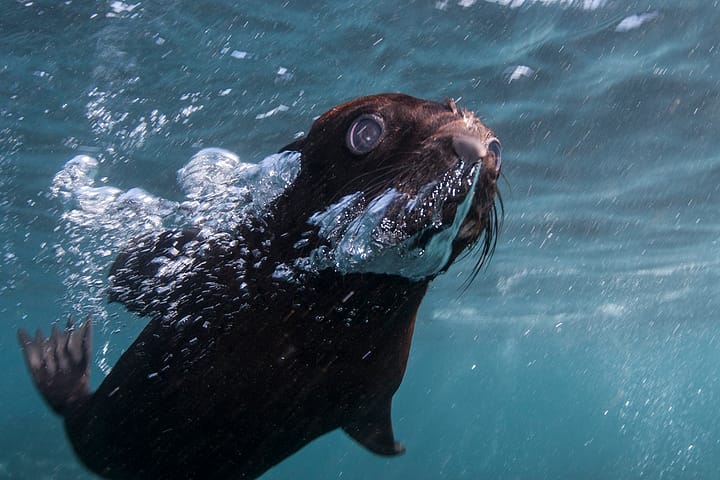 Seal pup animal Ocean Steve Benjamin